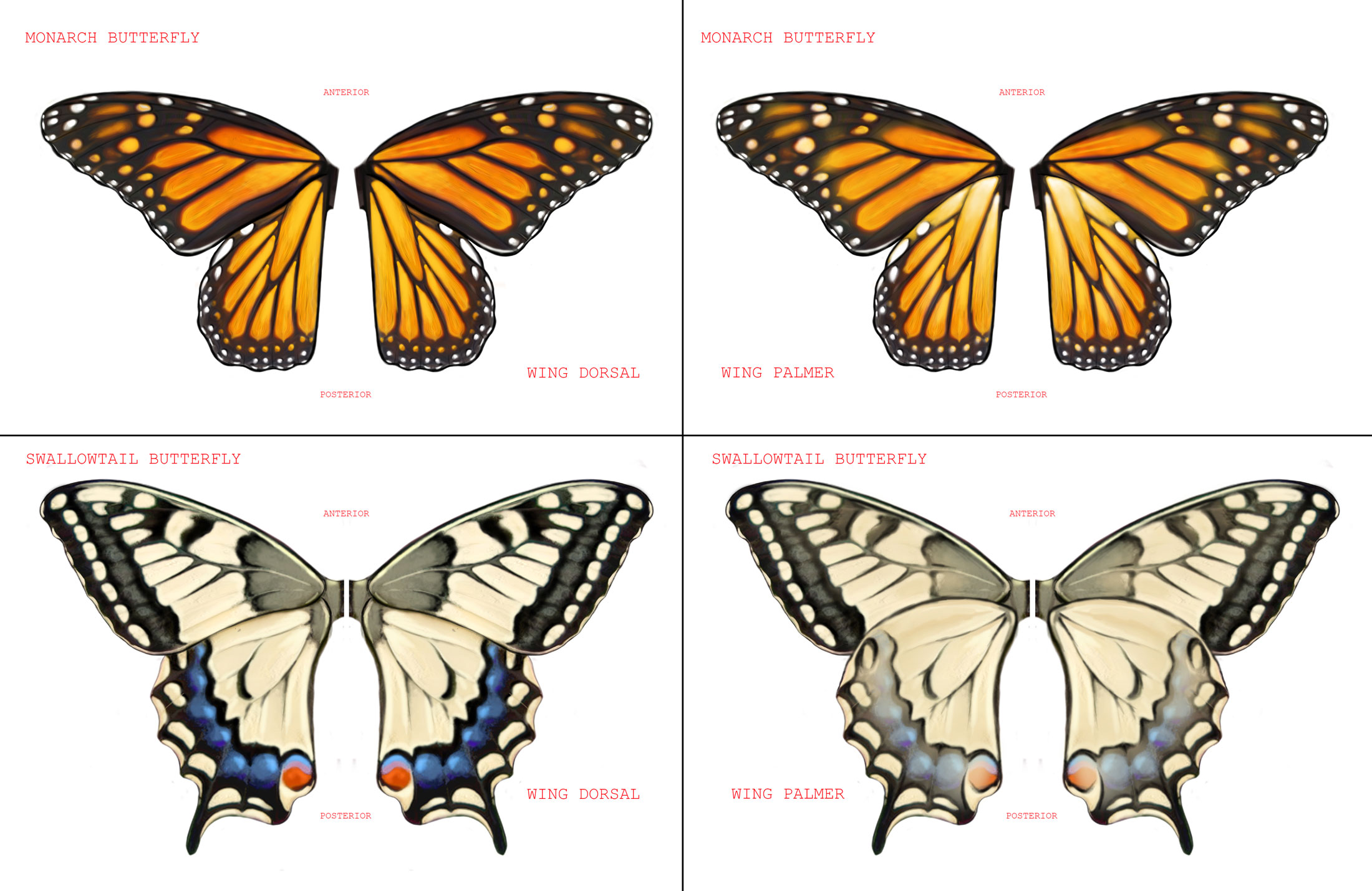 Painted_MONARCH_SET_Rey_Hernandez